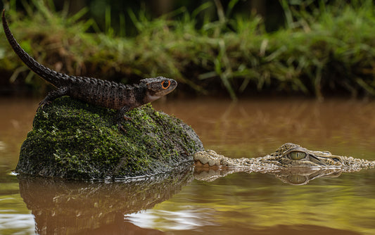 Reducing Emissions from Deforestation and Forest Degradation in the State of Acre, Brazil